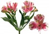 6?width=100&height=80&name=alstroemeria-