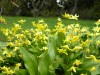 70?width=100&height=80&name=erythronium-