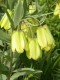 71?width=100&height=80&name=fritillaria-