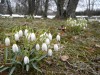 72?width=100&height=80&name=galanthus-ni