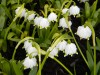 75?width=100&height=80&name=leucojum-ver