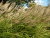 77?width=100&height=80&name=miscanthus-s