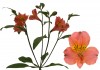 7?width=100&height=80&name=alstroemeria-