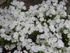 80?width=100&height=80&name=phlox-subula