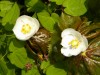 81?width=100&height=80&name=podophyllum-