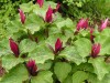 87?width=100&height=80&name=trillium-ses