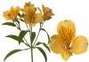 8?width=100&height=80&name=alstroemeria-