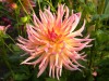 90?width=100&height=80&name=dahlia-alma-