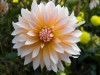 91?width=100&height=80&name=dahlia-apels