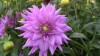 92?width=100&height=80&name=dahlia-bever