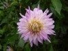 93?width=100&height=80&name=dahlia-cerin