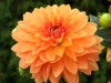 94?width=100&height=80&name=dahlia-cerib