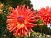 95?width=100&height=80&name=dahlia-direk