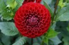 96?width=100&height=80&name=dahlia-dzirk