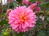 97?width=100&height=80&name=dahlia-fanta