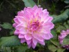 98?width=100&height=80&name=dahlia-gauja