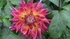 99?width=100&height=80&name=dahlia-indra