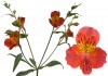 9?width=100&height=80&name=alstroemeria-